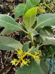 Palicourea aschersoniana