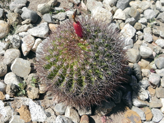 Eriosyce taltalensis