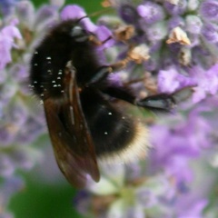 Bombus hypnorum