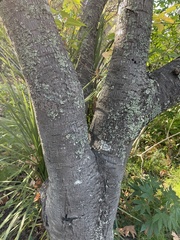 Prunus