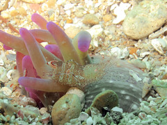 Periclimenes scriptus