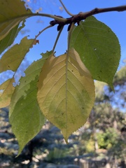Prunus