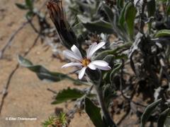 Noticastrum sericeum