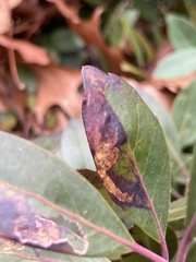 Phytomyza glabricola