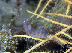 Periclimenes scriptus