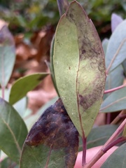 Phytomyza glabricola