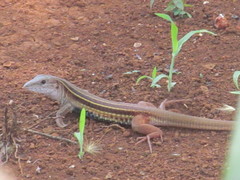 Aspidoscelis angusticeps angusticeps