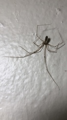 Pholcus phalangioides