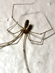 Pholcus phalangioides