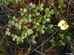 Oxalis megalorrhiza