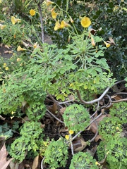 Magnoliopsida