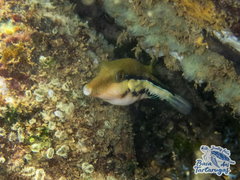 Canthigaster figueiredoi