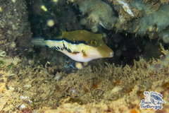 Canthigaster figueiredoi