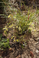 Senecio abruptus
