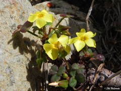 Oxalis megalorrhiza