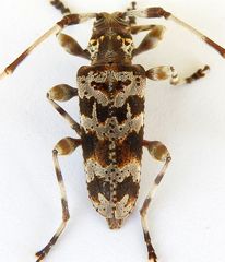 Acanthocinus spectabilis