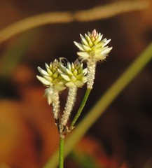 Pfaffia tuberosa