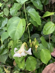 Bignonia nocturna