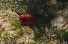 Ctenoides scaber