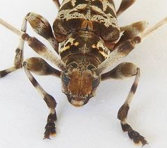 Acanthocinus spectabilis