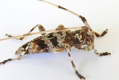 Acanthocinus spectabilis