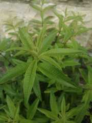 Aloysia citrodora