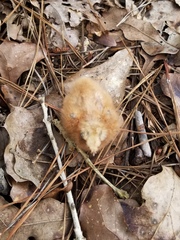 Antrostomus carolinensis