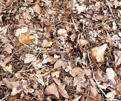 Antrostomus carolinensis