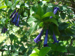 Rhaphithamnus venustus