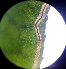 Stigmella anomalella