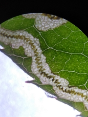 Stigmella anomalella