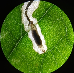 Stigmella anomalella
