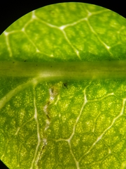 Stigmella anomalella