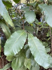 Cupania americana