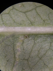 Stigmella anomalella