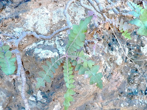 Sonchus gummifer image