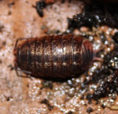 Protracheoniscus politus