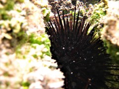 Echinometra lucunter