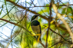 Batis dimorpha dimorpha