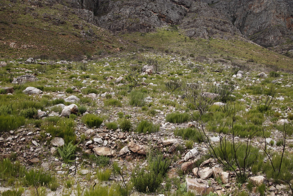 Lachenalia cernua, Assegaaiboskloof, contour track s of Berg River lower valley