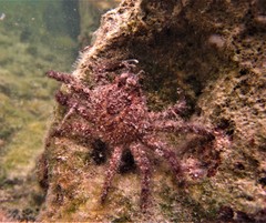 Amphithrax aculeatus