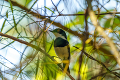 Batis dimorpha dimorpha