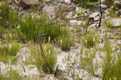 Image of Lachenalia cernua by (c) Tony Rebelo, some rights reserved (CC BY-SA)