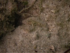 Coryphopterus glaucofraenum