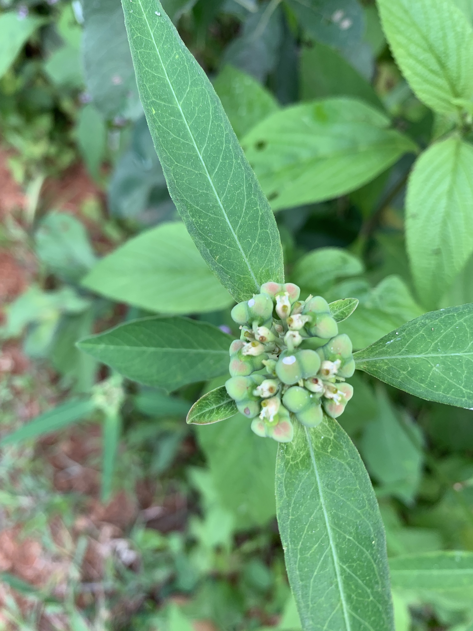 Euphorbia heterophylla