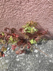 Geranium robertianum