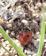 Coccinella septempunctata