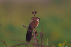 Catriscus brevirostris