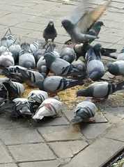 Columba livia domestica