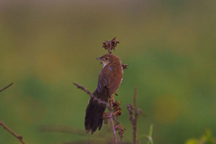 Catriscus brevirostris